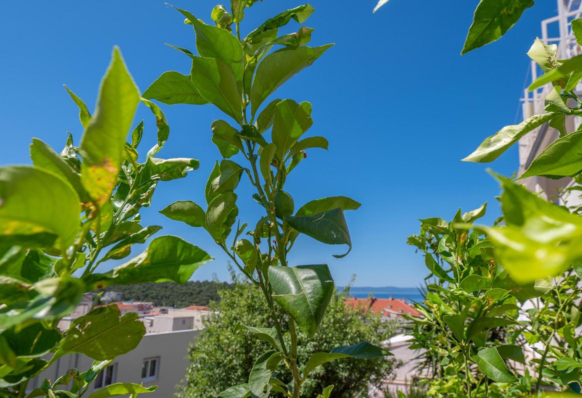 Apartmani Sani Makarska Exterior photo